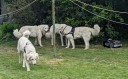 Kuvasz_Familientreffen_Boltenhagen_2025_714.jpg