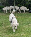 Kuvasz_Familientreffen_Boltenhagen_2025_715.jpg
