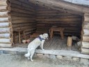 Kuvasz_Familientreff_031025_026.jpg