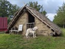 Kuvasz_Familientreff_031025_053.jpg