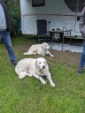 Kuvasz_Familientreff_031025_071.jpg