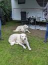 Kuvasz_Familientreff_031025_072.jpg