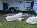 Kuvasz_Familientreff_031025_075.jpg