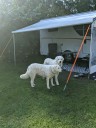 Kuvasz_Familientreff_031025_081.jpg