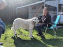 Kuvasz_Familientreff_031025_089.jpg