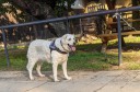 Kuvasz_Familientreff_031025_114.jpg