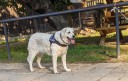 Kuvasz_Familientreff_031025_115.jpg