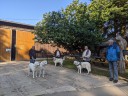 Kuvasz_Familientreff_031025_116.jpg