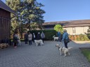 Kuvasz_Familientreff_031025_119.jpg