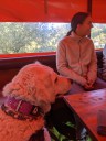 Kuvasz_Familientreff_031025_123.jpg