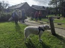 Kuvasz_Familientreff_031025_193.jpg