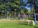 Kuvasz_Familientreff_031025_196.jpg