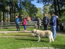 Kuvasz_Familientreff_031025_197.jpg