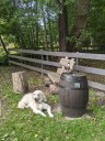 Kuvasz_Familientreff_031025_201.jpg