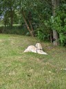 Kuvasz_Familientreff_031025_206.jpg