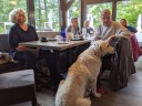 Kuvasz_Familientreff_031025_235.jpg