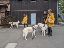 Kuvasz_Familientreff_031025_245.jpg