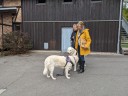 Kuvasz_Familientreff_031025_246.jpg