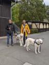 Kuvasz_Familientreff_031025_252.jpg