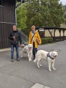 Kuvasz_Familientreff_031025_254.jpg
