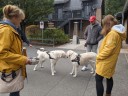 Kuvasz_Familientreff_031025_255.jpg